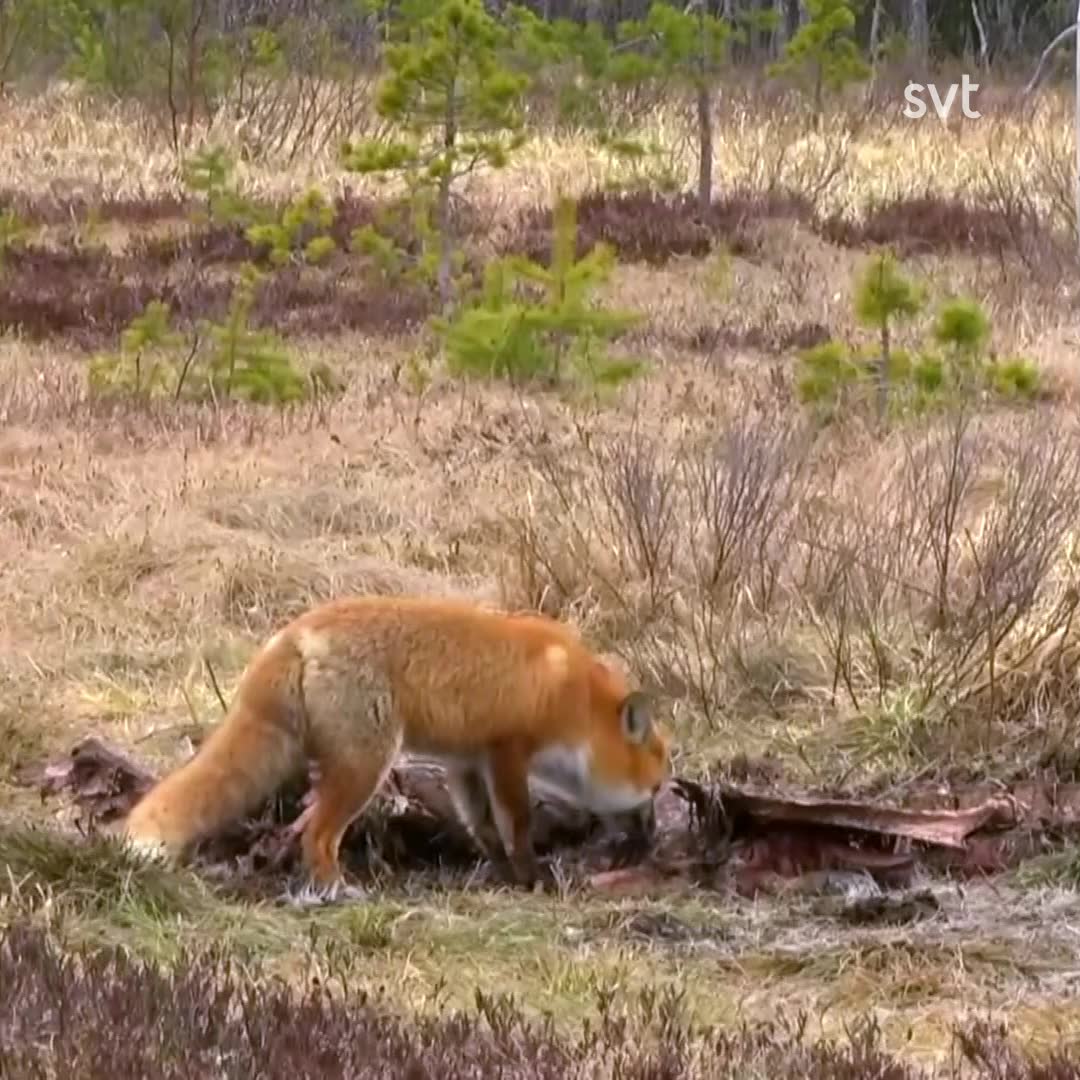Se räven kalasa